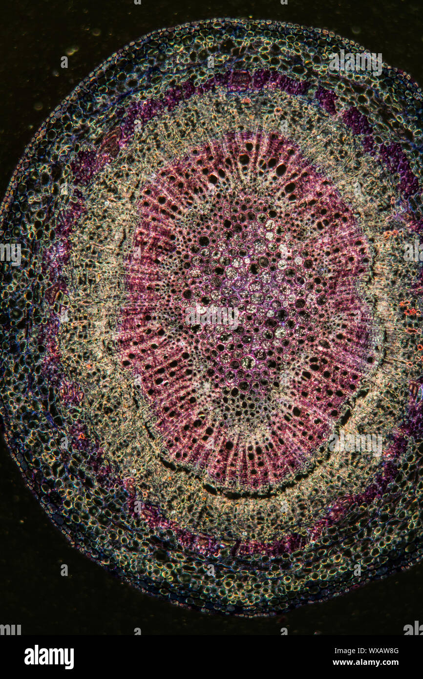 Pedúnculo Pedunculate oak sección transversal bajo el microscopio 100x Foto de stock