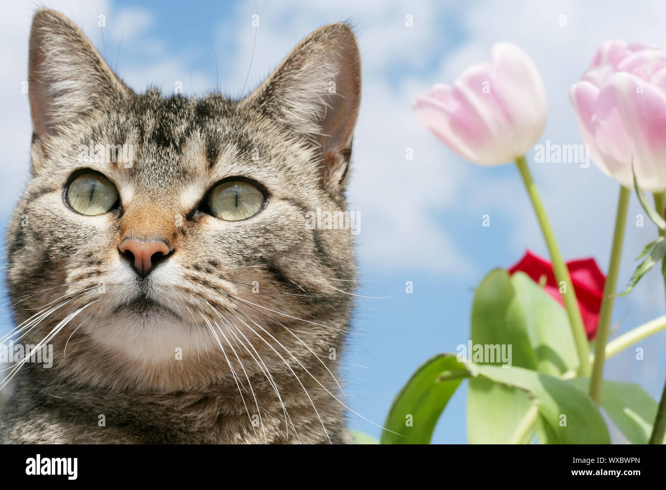Gato atigrado gris de pie en un jardín de flores Foto de stock