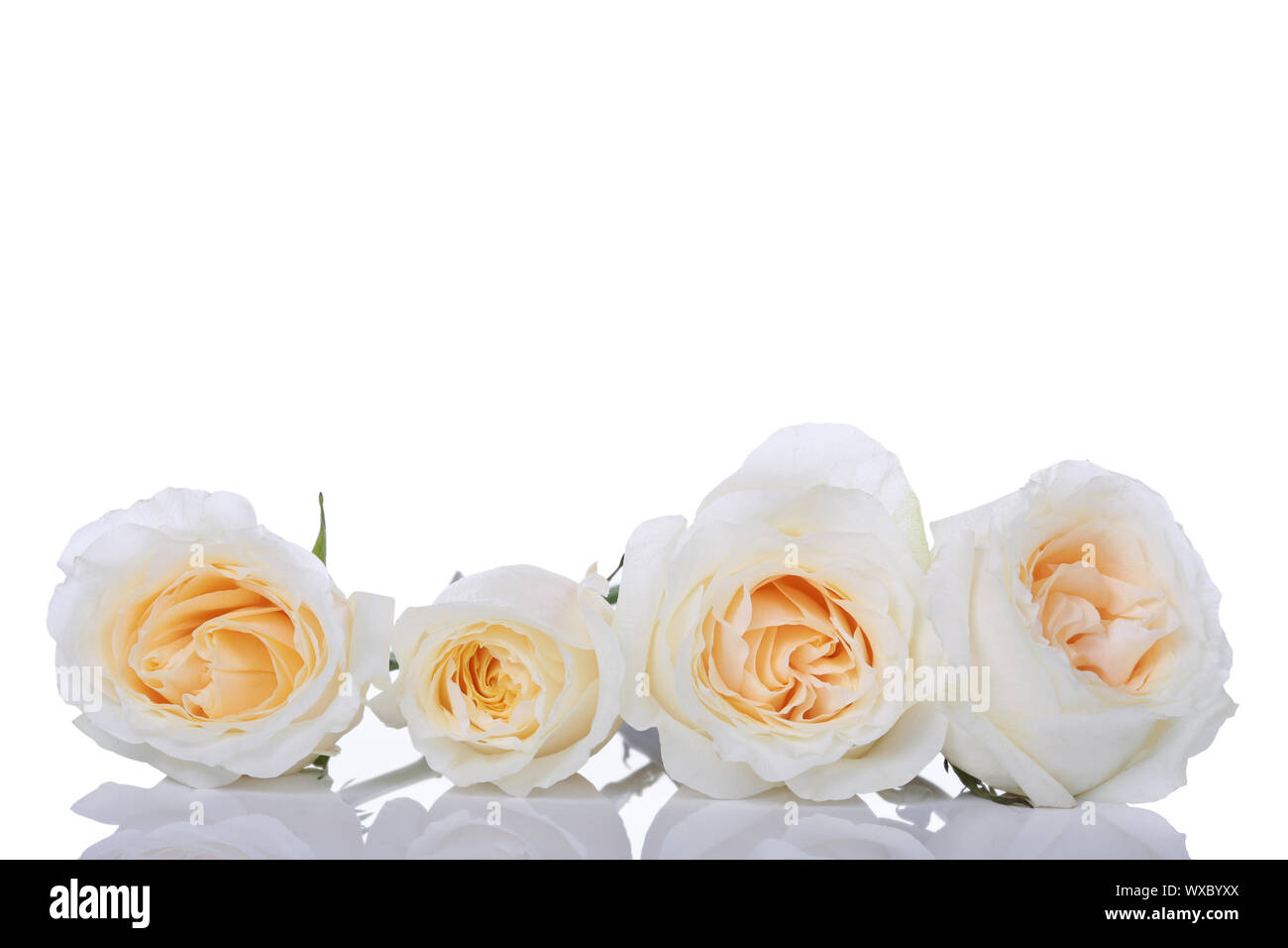 Cuatro rosas blancas con centros de color amarillo en una fila Fotografía  de stock - Alamy