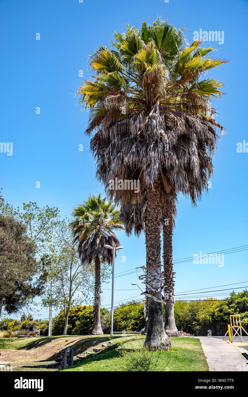 Palm Tree en La Serena. Foto de stock