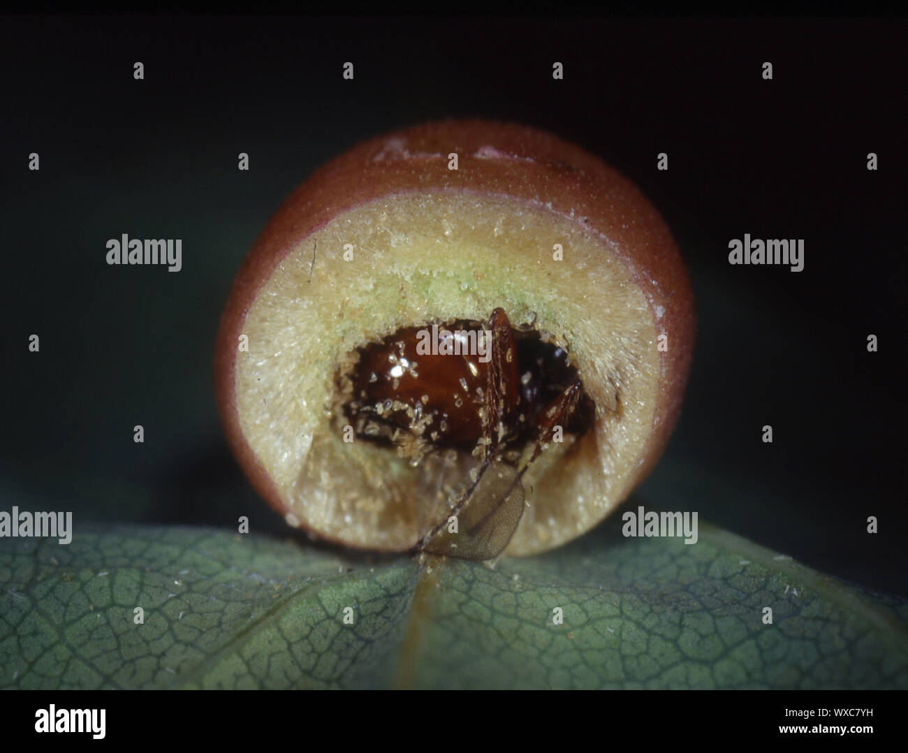 Oak apple con larvas de insectos Foto de stock