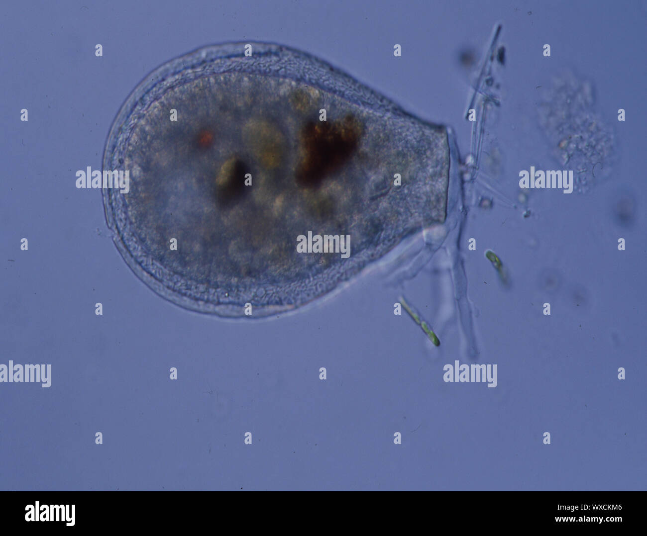 Taza con amebas pseudopods bajo el microscopio 100x Fotografía de stock -  Alamy