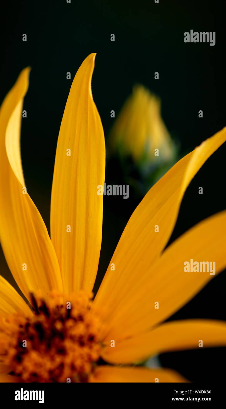 El wildflower amarillo silueta del pedal Foto de stock