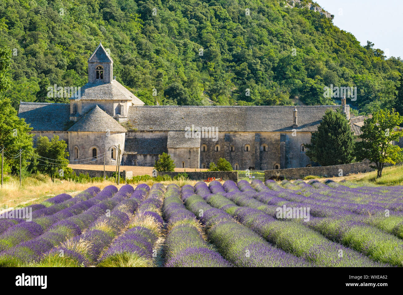 Abadía de Senanque y florecientes campos de lavanda, Francia Foto de stock