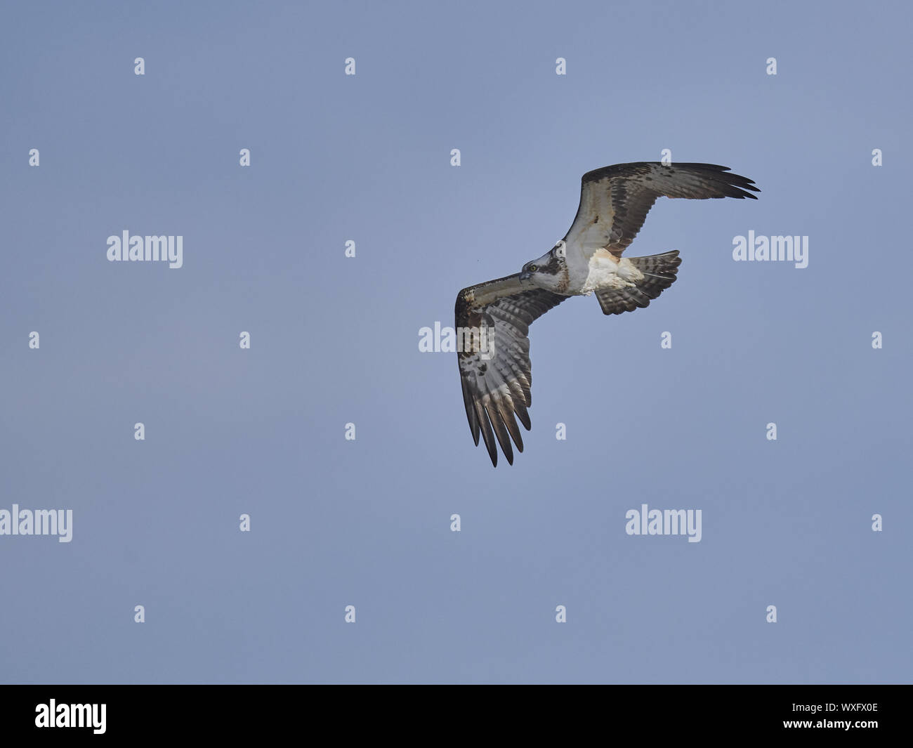 águila pescadora Foto de stock