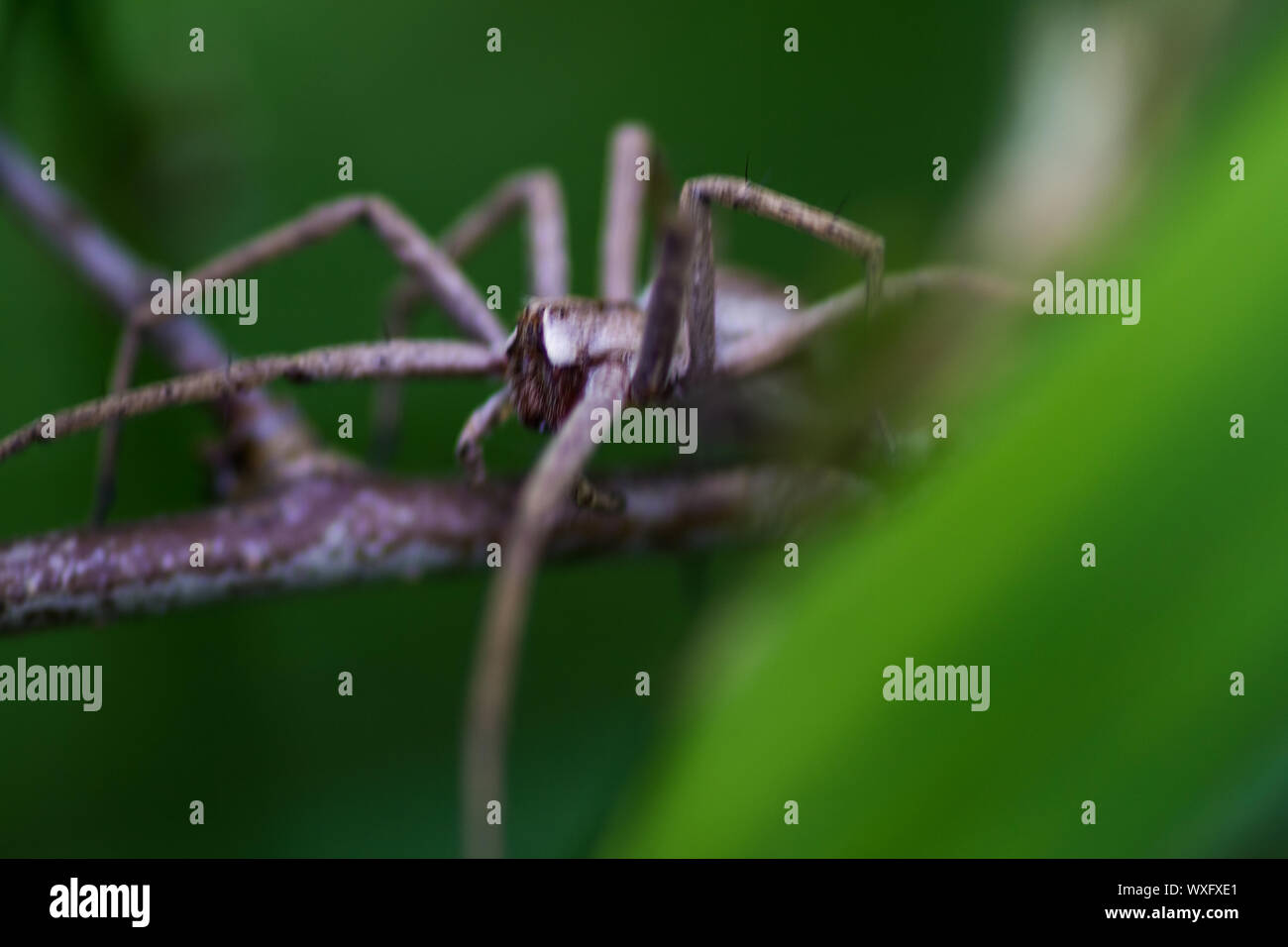 Araña caza arrastrándose sobre stick Foto de stock