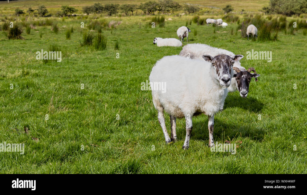 Ovejas sobre la hierba verde en Irlanda Foto de stock