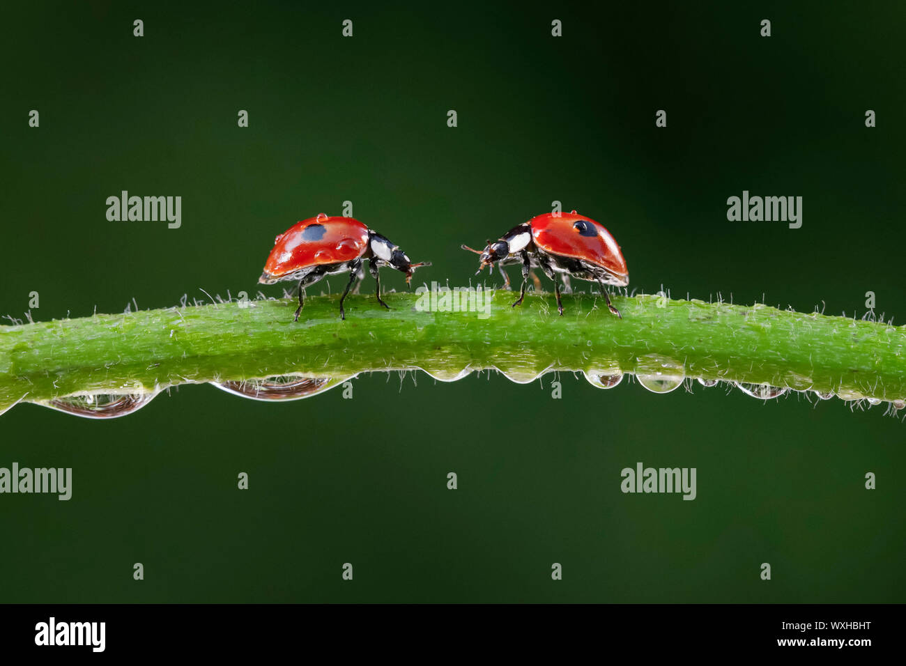 Dos-spotted Mariquita, dos-spotted Lady Beetle (Adalia bipunctata). Dos escarabajos en un tallo cubierto de rocío. Suiza Foto de stock