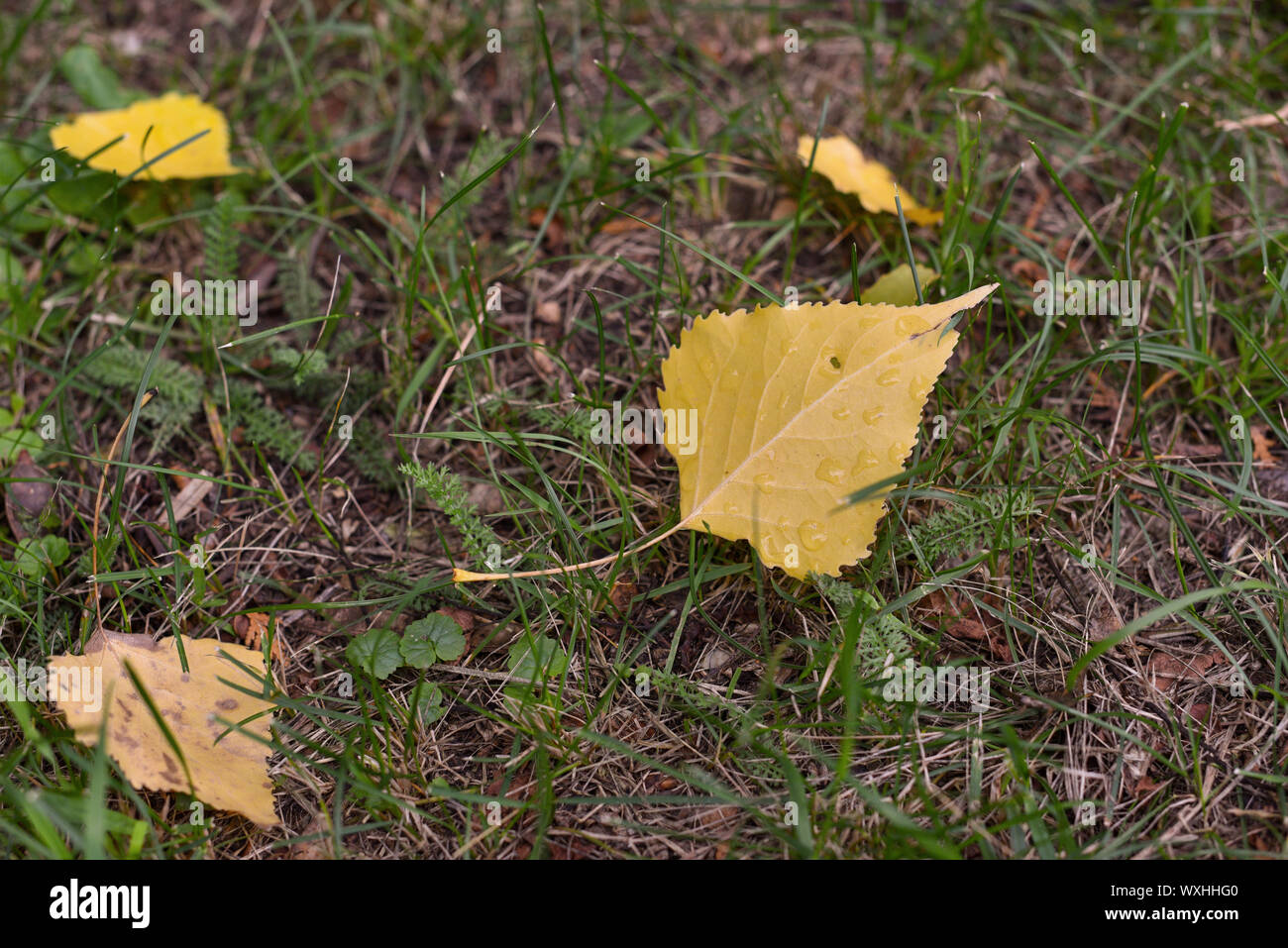 Amarillo otoño deja tumbado en el suelo en otoño Park Otoño, Deja Caer. Una Alfombra De Hojas Caídas En El Suelo