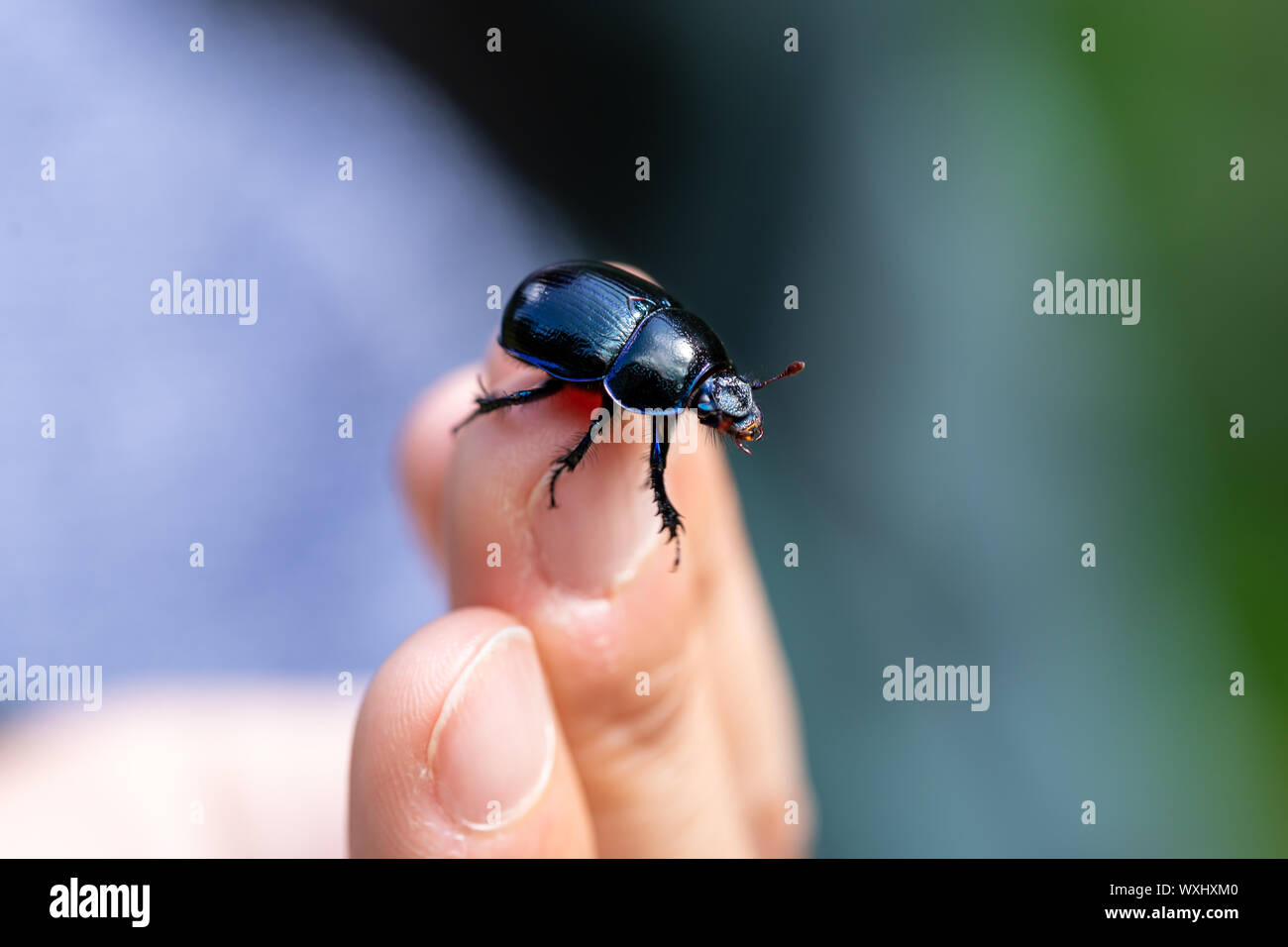 Dor escarabajo (Anoplotrupes stercorosus) sobre un dedo, close-up Foto de stock