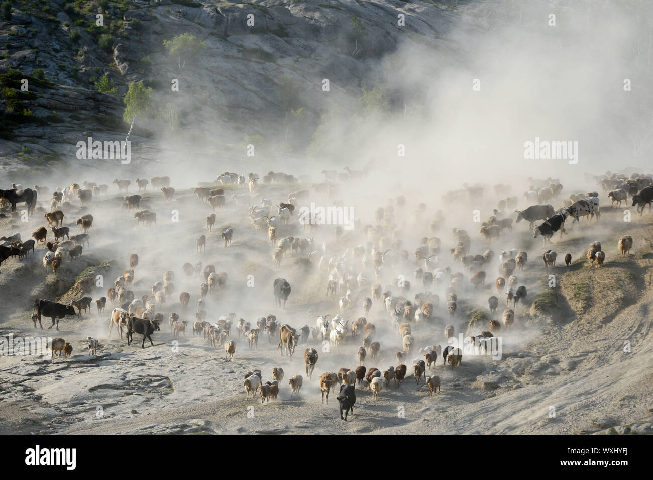 (190917) -- Beijing, el 17 de septiembre de 2019 (Xinhua) -- un rebaño de ganado están en un viaje para el pastoreo de verano, en el noroeste de China la Región Autónoma de Xinjiang Uygur, en fecha 6 de junio de 2019. Situado en el noroeste de China, Región Autónoma de Xinjiang Uygur ostenta tres montañas Tianshan, a saber, el Kunlun y Altay, y dos lavabos, y Junggar Tarim. Sus diversos paisajes y bellezas naturales atraen a turistas nacionales y extranjeros. En los últimos años, Xinjiang ha llevado a cabo una serie de proyectos, incluyendo la protección de los bosques naturales, devolviendo tierras de cultivo a bosques o pastizales, prevención y control de la desertificación un Foto de stock