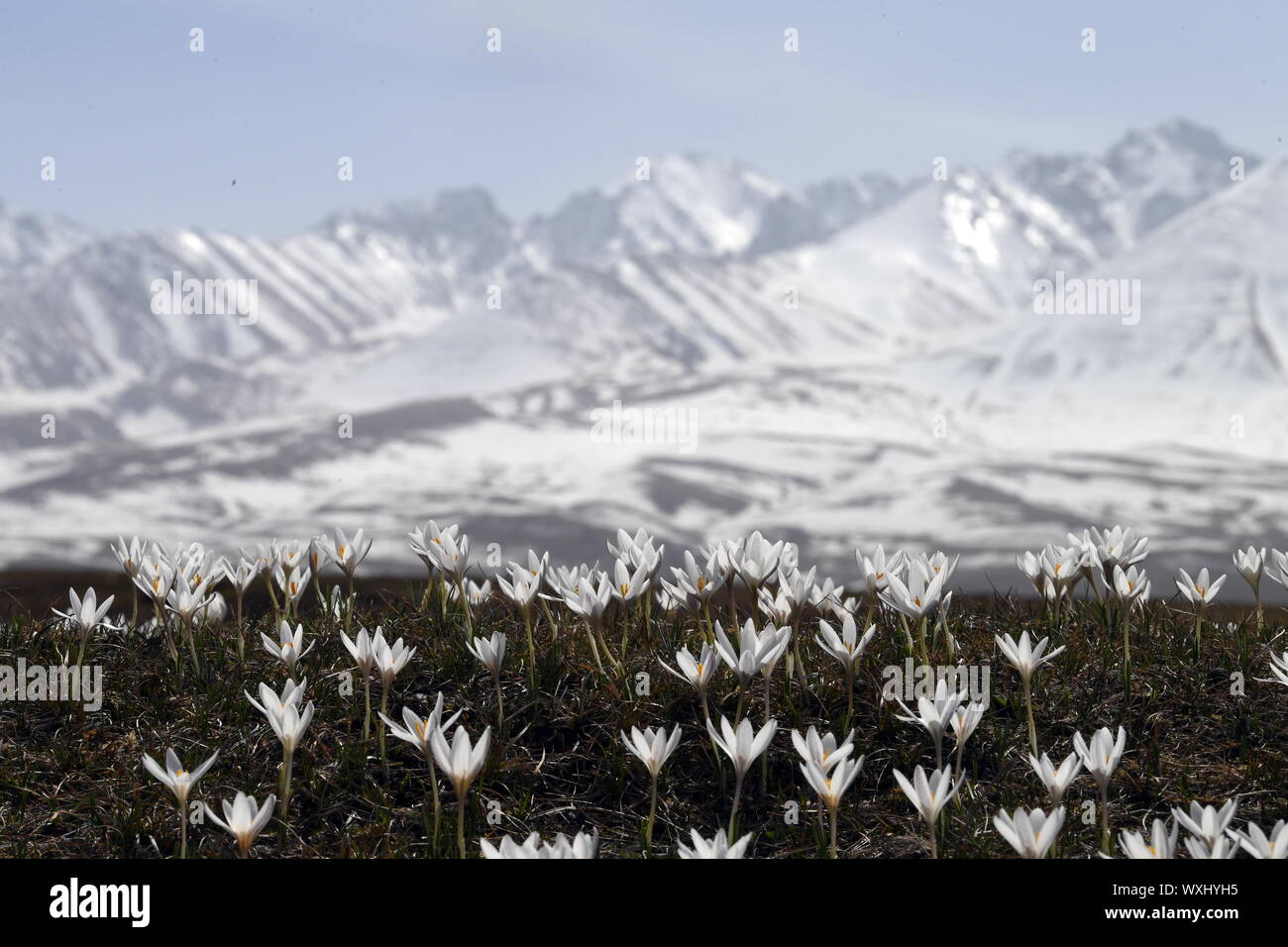 (190917) -- Beijing, el 17 de septiembre de 2019 (Xinhua) -- Foto tomada el 4 de abril de 2019 muestra salvaje Narat lily flores en el lugar escénico en el noroeste de China la Región Autónoma de Xinjiang Uygur. Situado en el noroeste de China, Región Autónoma de Xinjiang Uygur ostenta tres montañas Tianshan, a saber, el Kunlun y Altay, y dos lavabos, y Junggar Tarim. Sus diversos paisajes y bellezas naturales atraen a turistas nacionales y extranjeros. En los últimos años, Xinjiang ha llevado a cabo una serie de proyectos, incluyendo la protección de los bosques naturales, devolviendo tierras de cultivo a bosques o pastizales, la prevención y el control de la desertifi Foto de stock