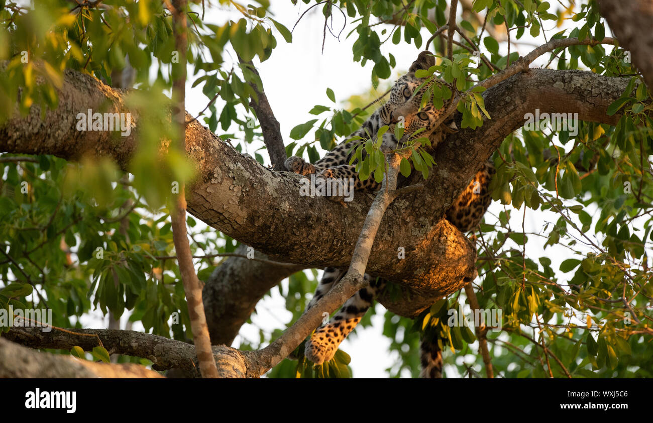 Leopard cub acostado en un árbol, Sudáfrica Foto de stock