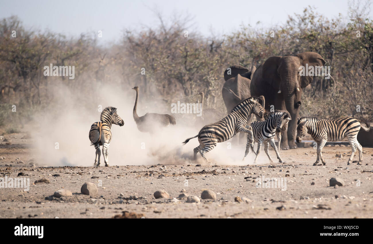 Cebras luchando delante de elefantes y un avestruz, Sudáfrica Foto de stock