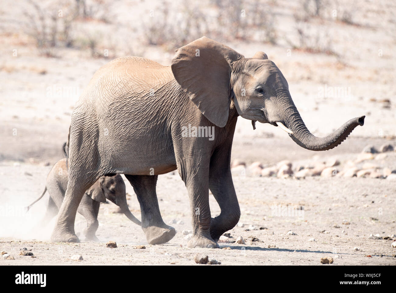Elefante vaca y su ternero caminando en el monte, Sudáfrica Foto de stock