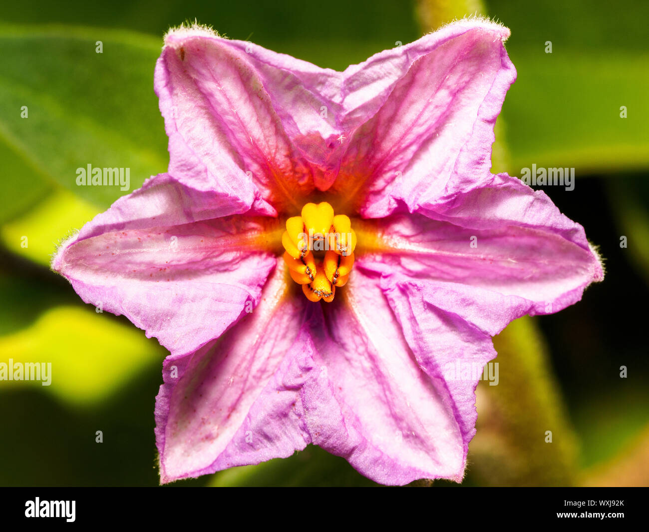 Flor de berenjena (Solanum melongena) Foto de stock