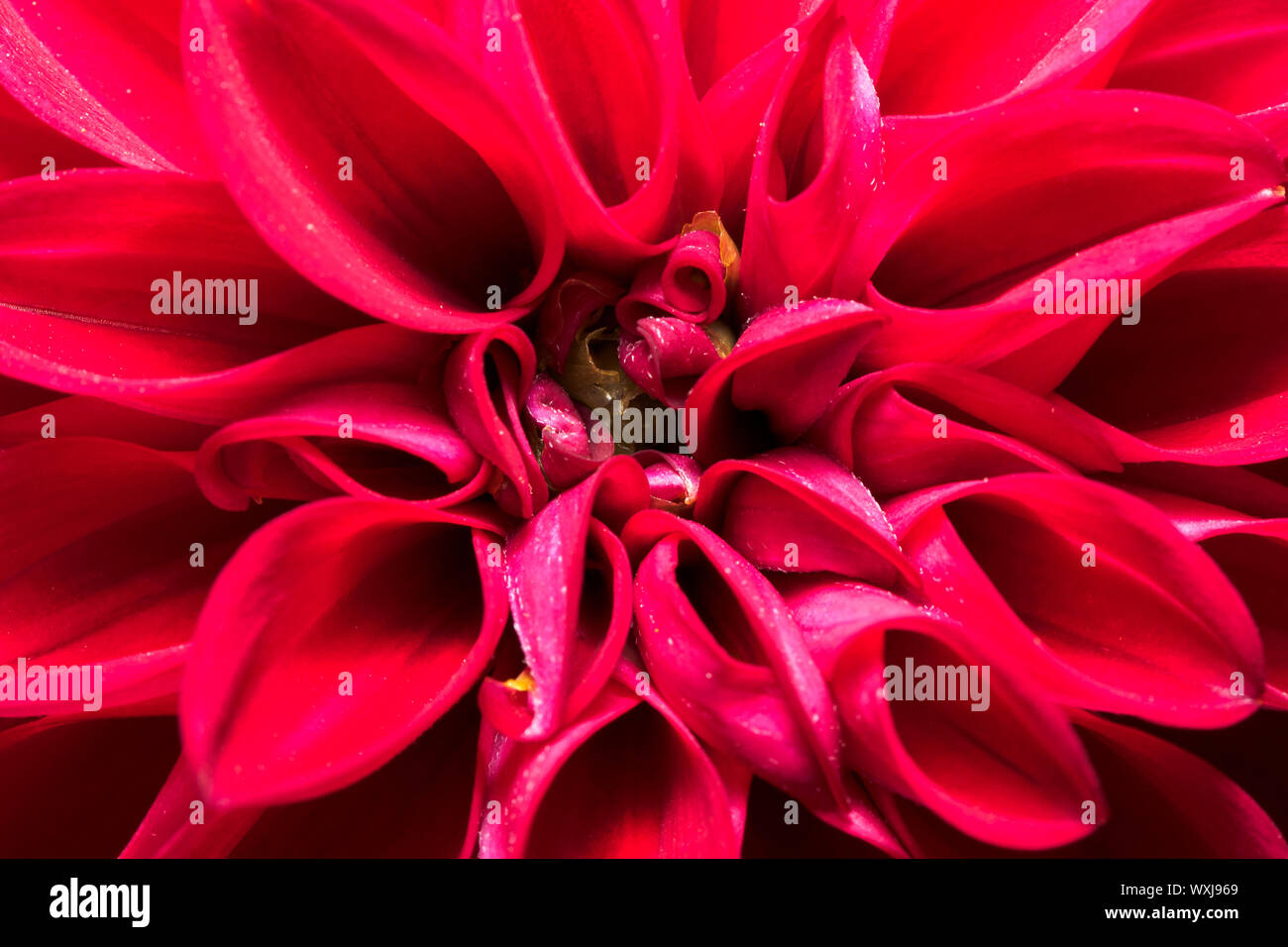 Dalia Flor, Asteraceae Foto de stock