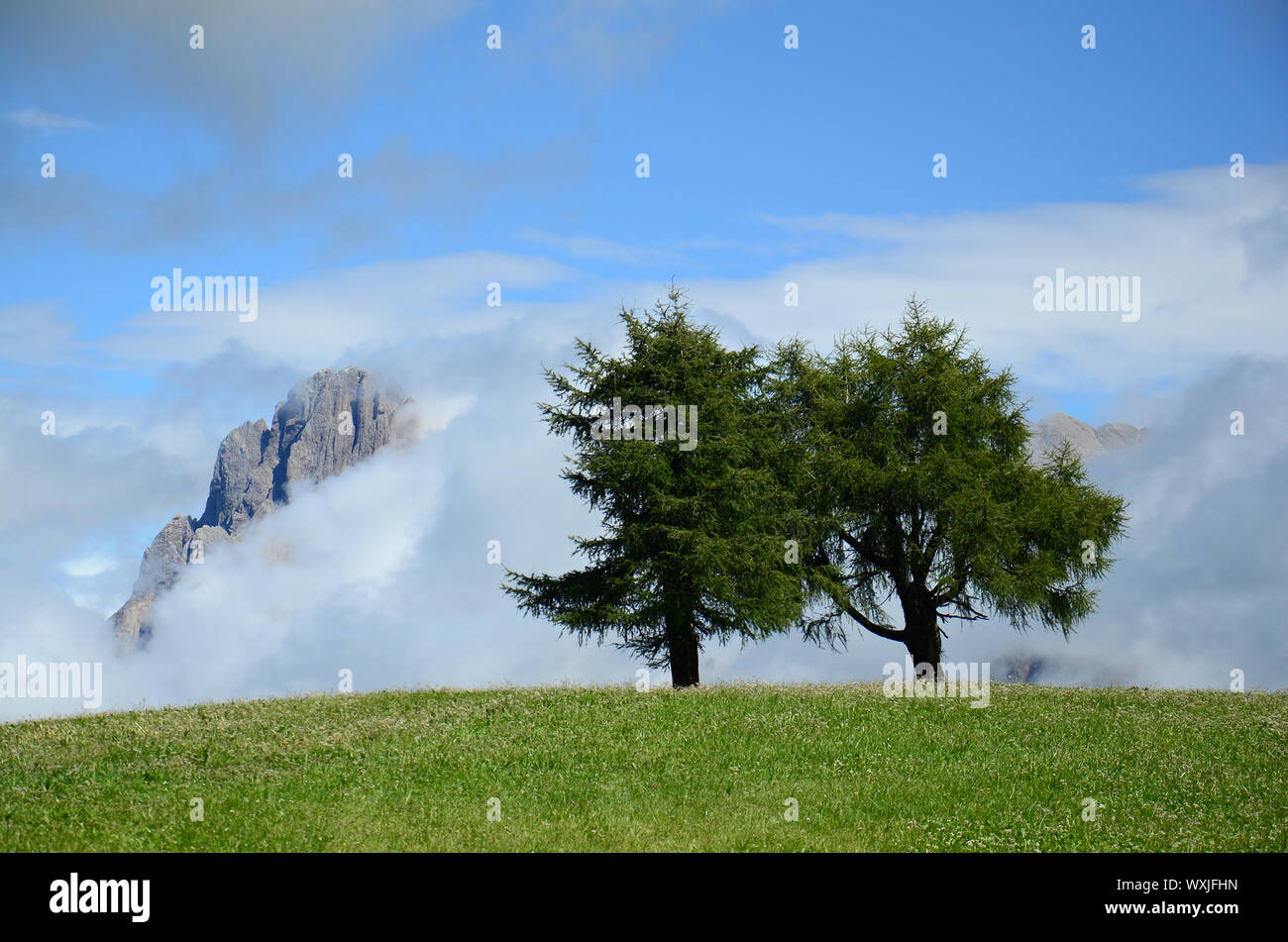 Vista panorámica de los árboles solitarios en la niebla de la mañana con picos de montañas en el fondo. Parco naturale Gruppo di Tessa. Italia Foto de stock