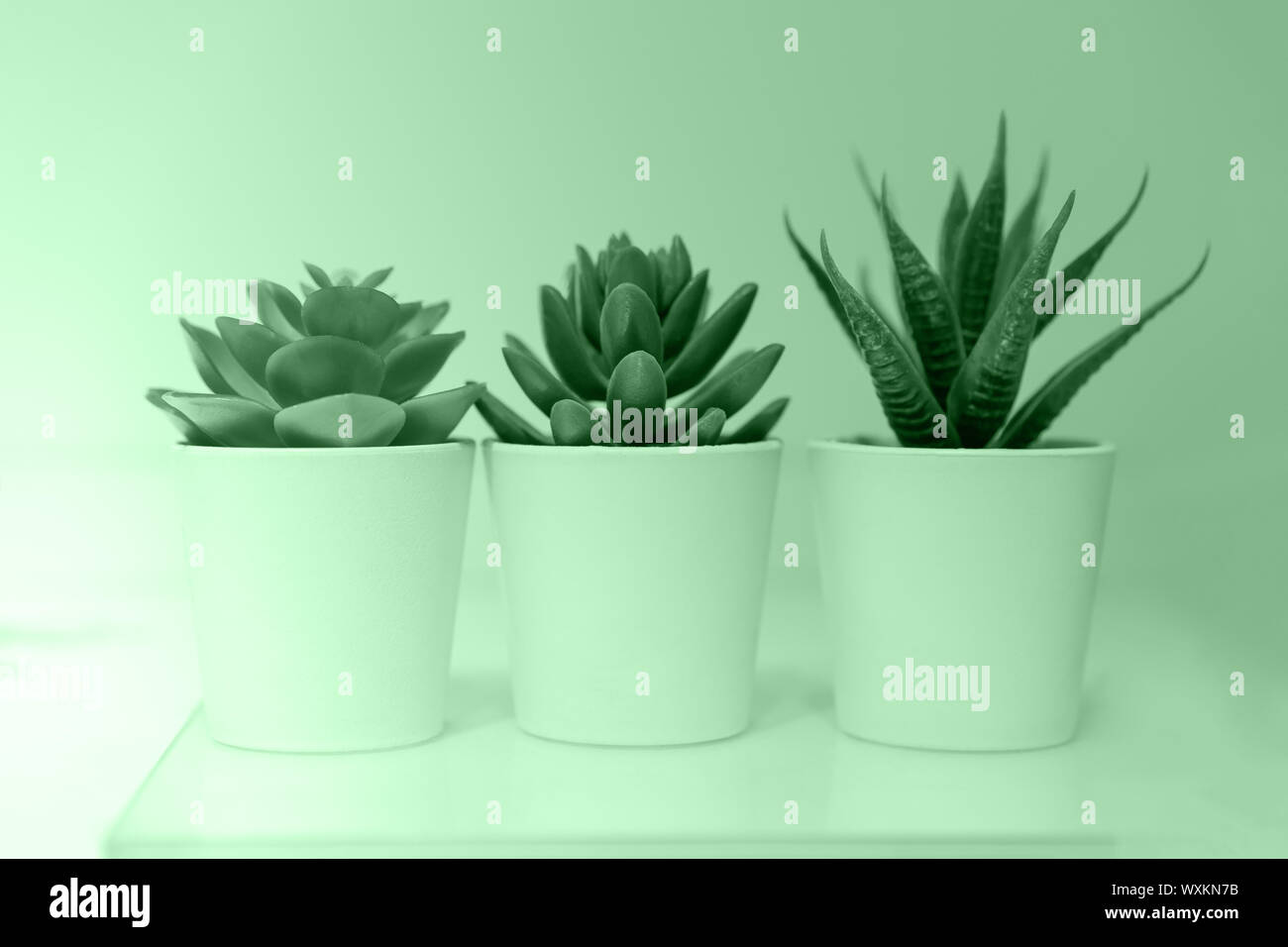 Tres macetas con plantas suculentas cactus neón en color menta Fotografía  de stock - Alamy