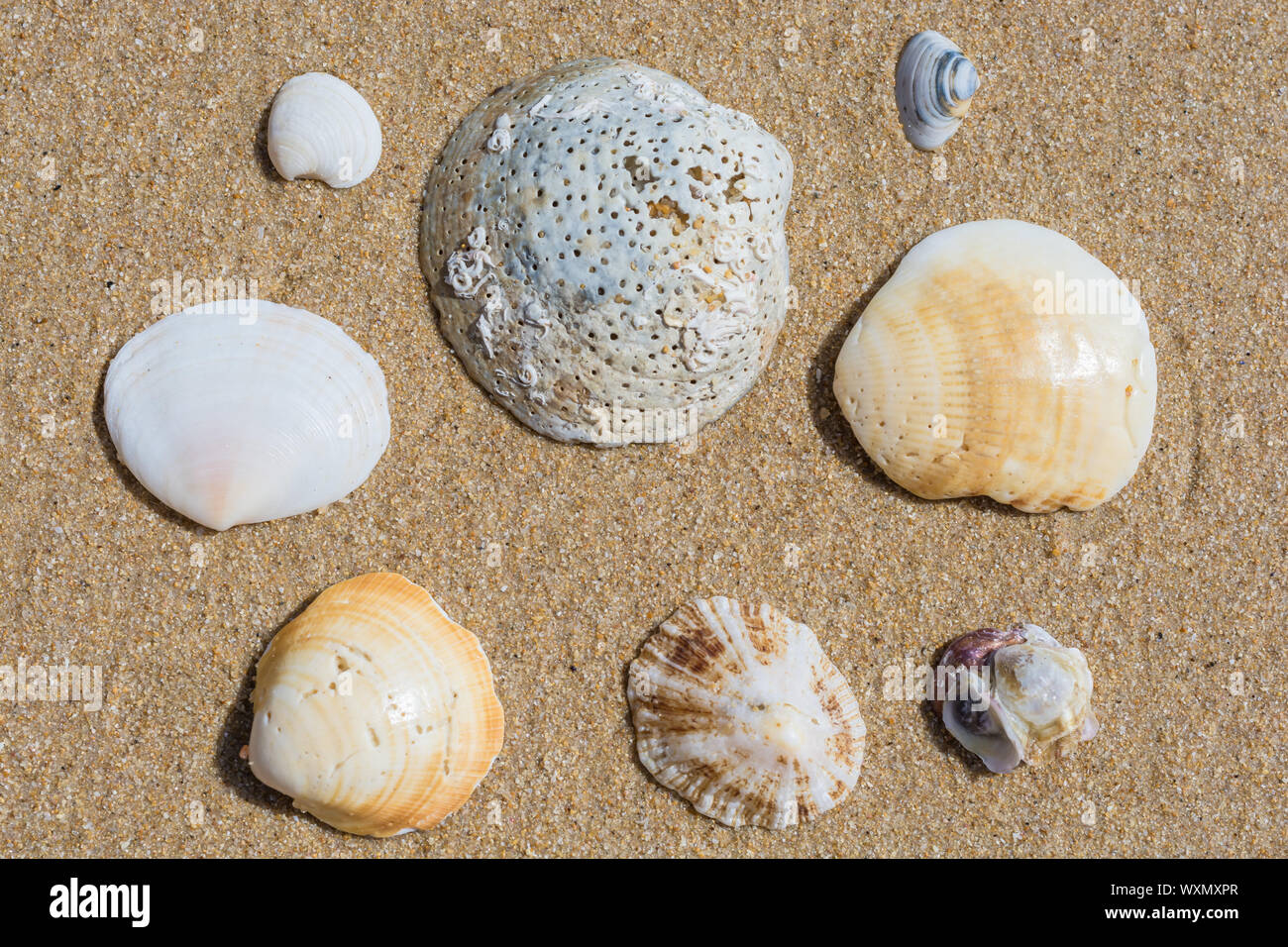 Varias conchas en la arena de una playa Foto de stock