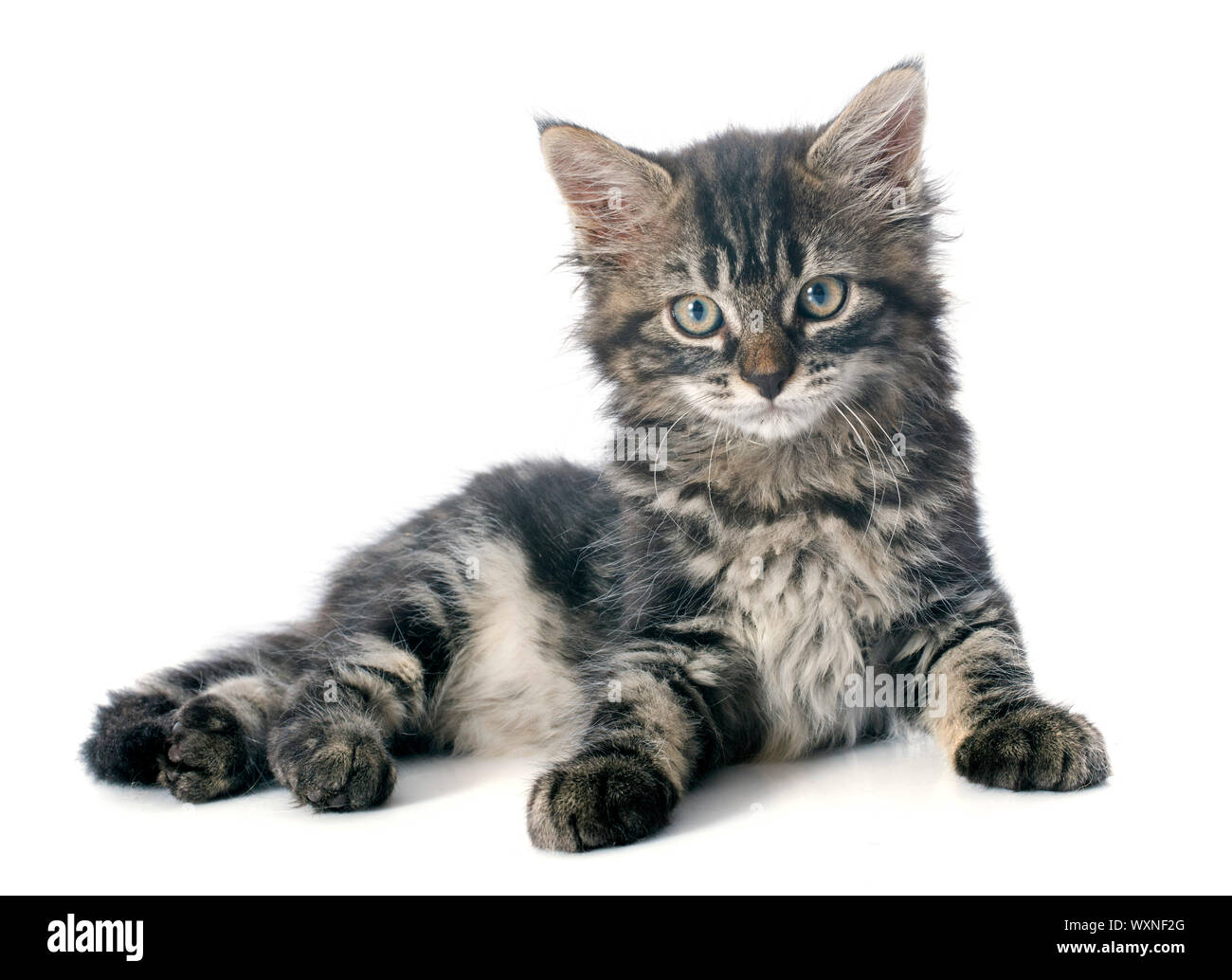 Joven gatito gris delante de un fondo blanco Foto de stock