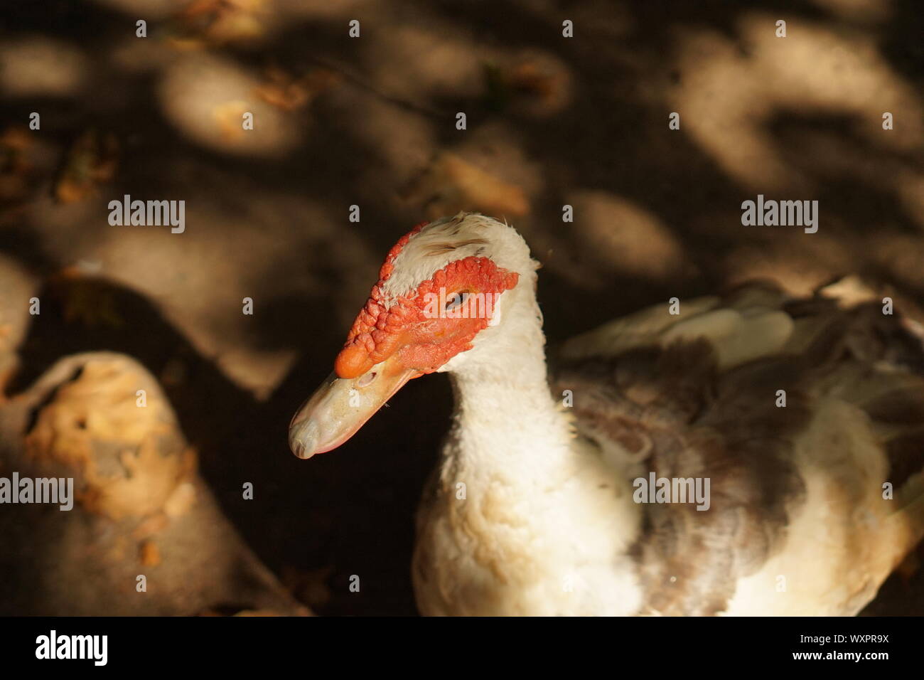 Un pato gris blanco rojo con una fea cara Foto de stock