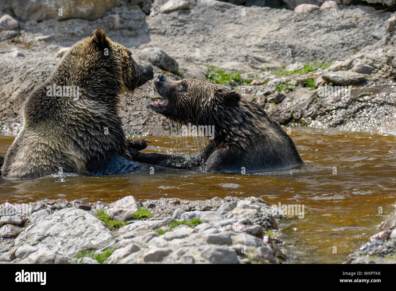 Grizzlies canadiense Foto de stock