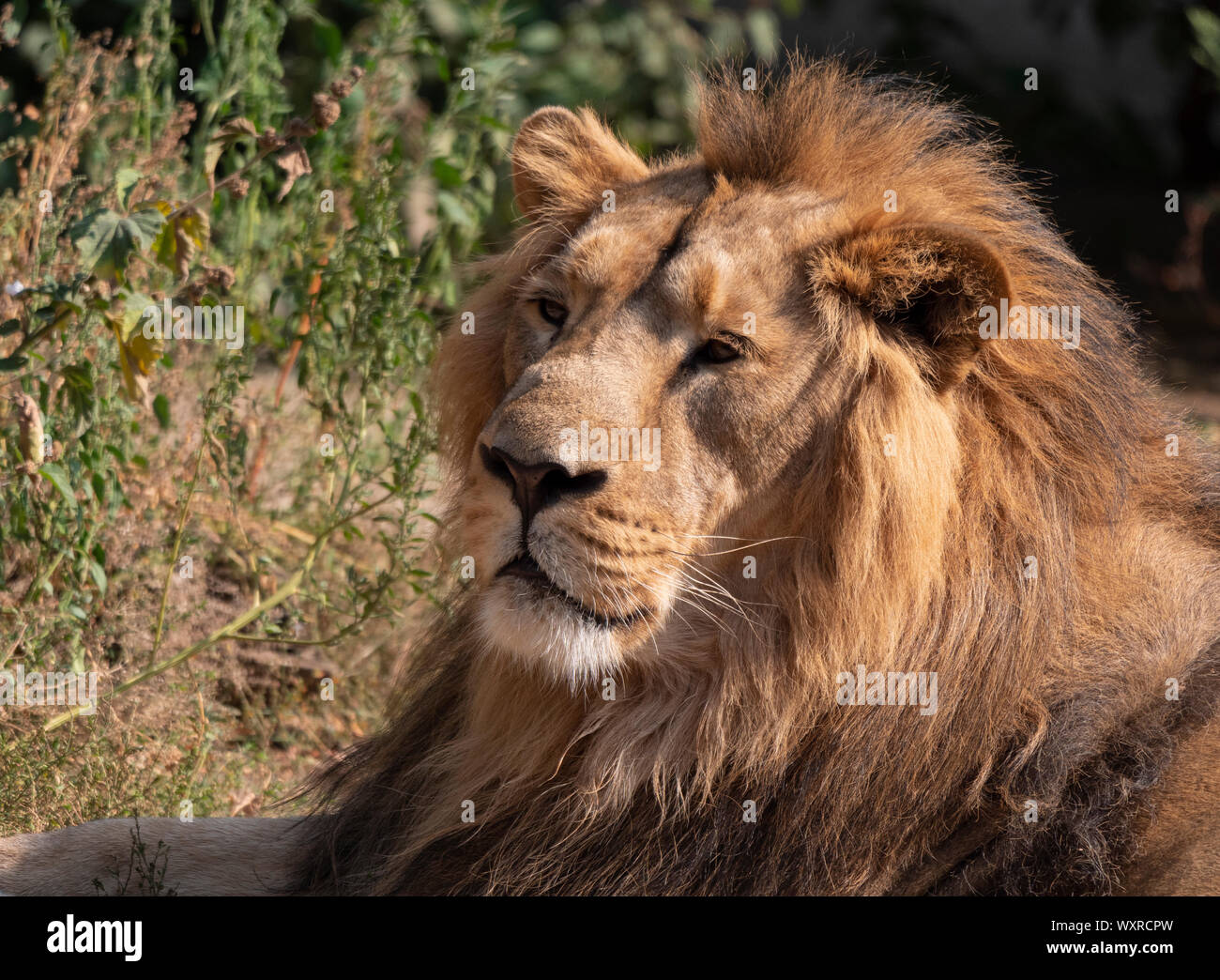 Retrato lion disfrutando del cálido sol después de la cena. Foto de stock