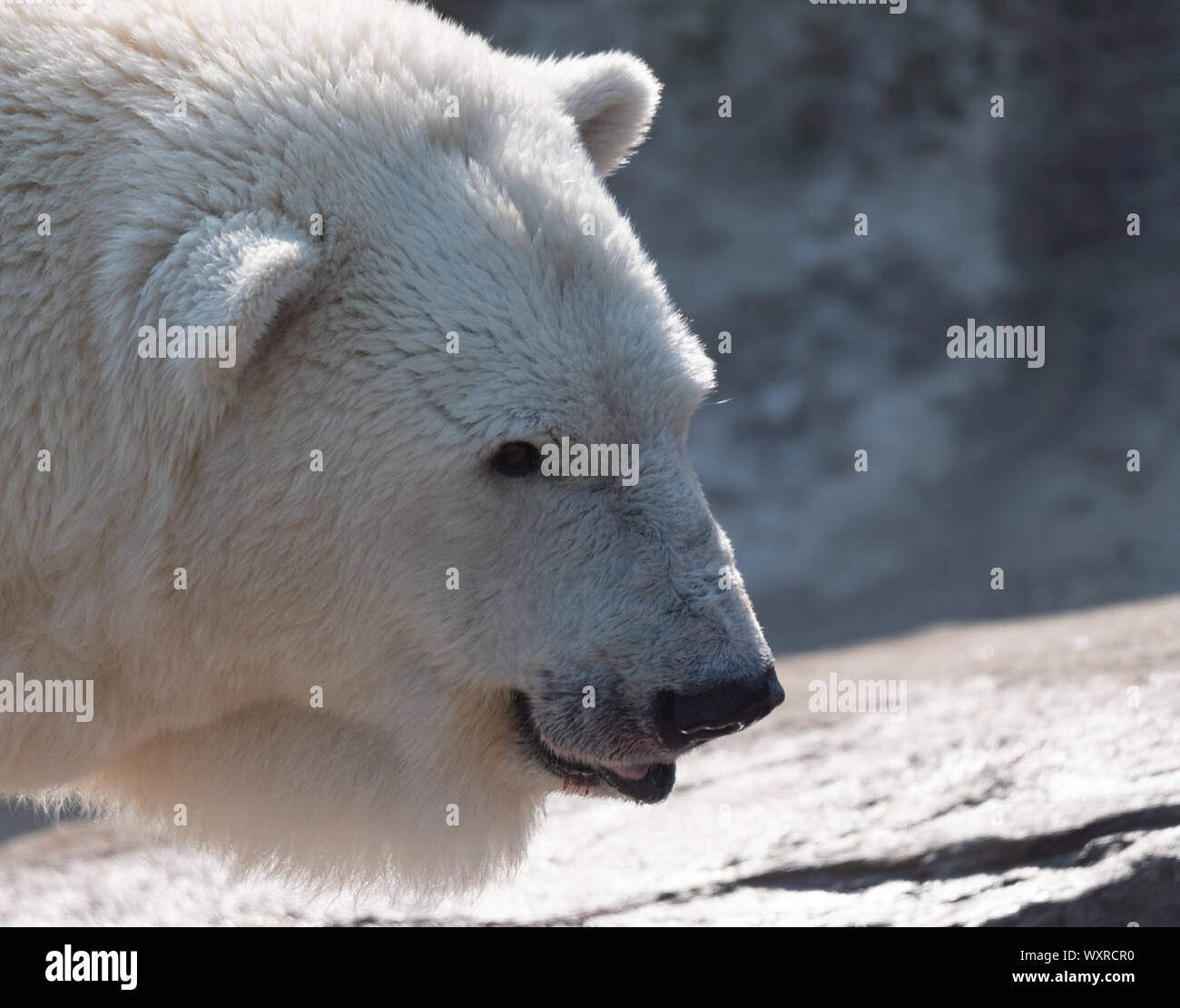 El Oso Polar Ursus maritimus en un día soleado. Foto de stock