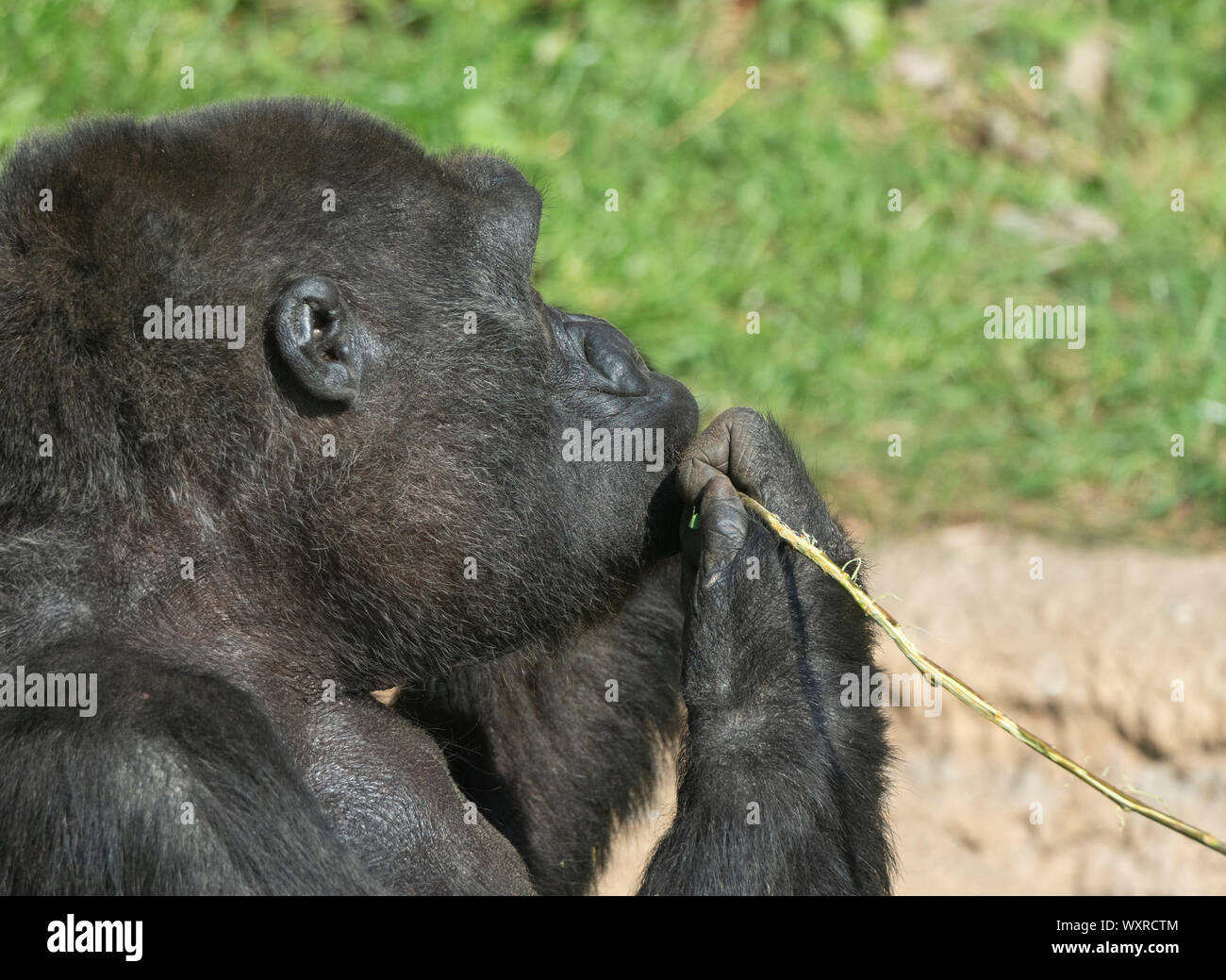 Gorila de montaña se sienta y come con la rama de un árbol. Foto de stock
