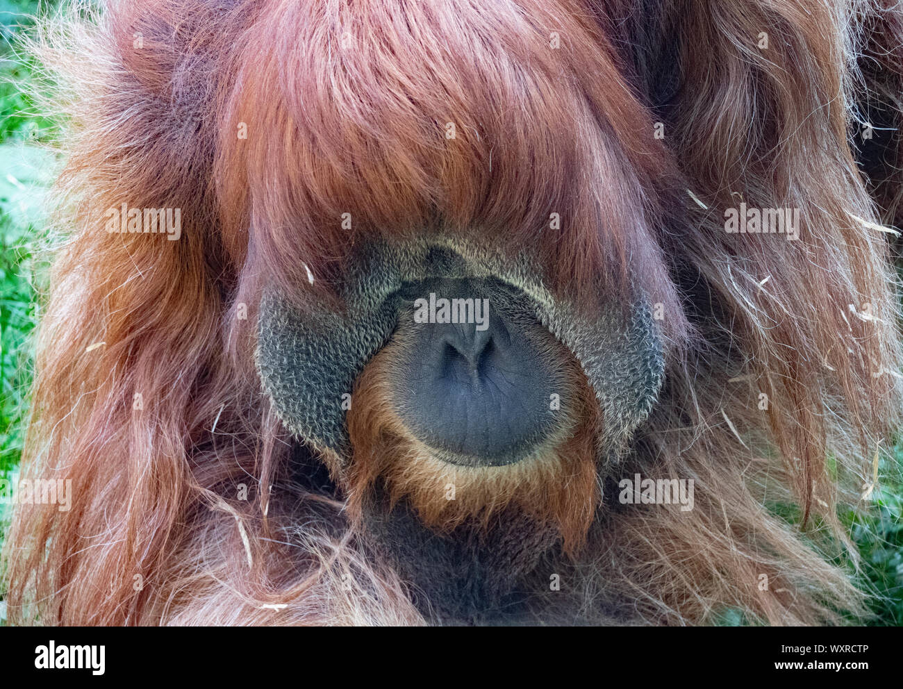 El macho adulto del orangután de Sumatra. Foto de stock