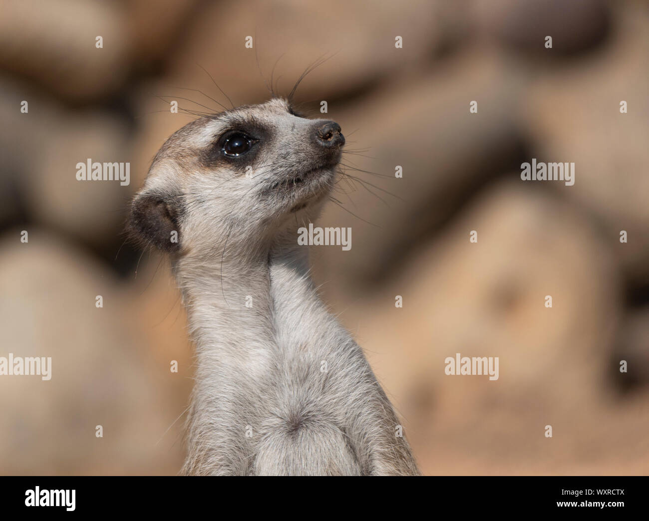 O suricata o suricate es una pequeña carnivoran perteneciente a la familia de la mangosta. Foto de stock