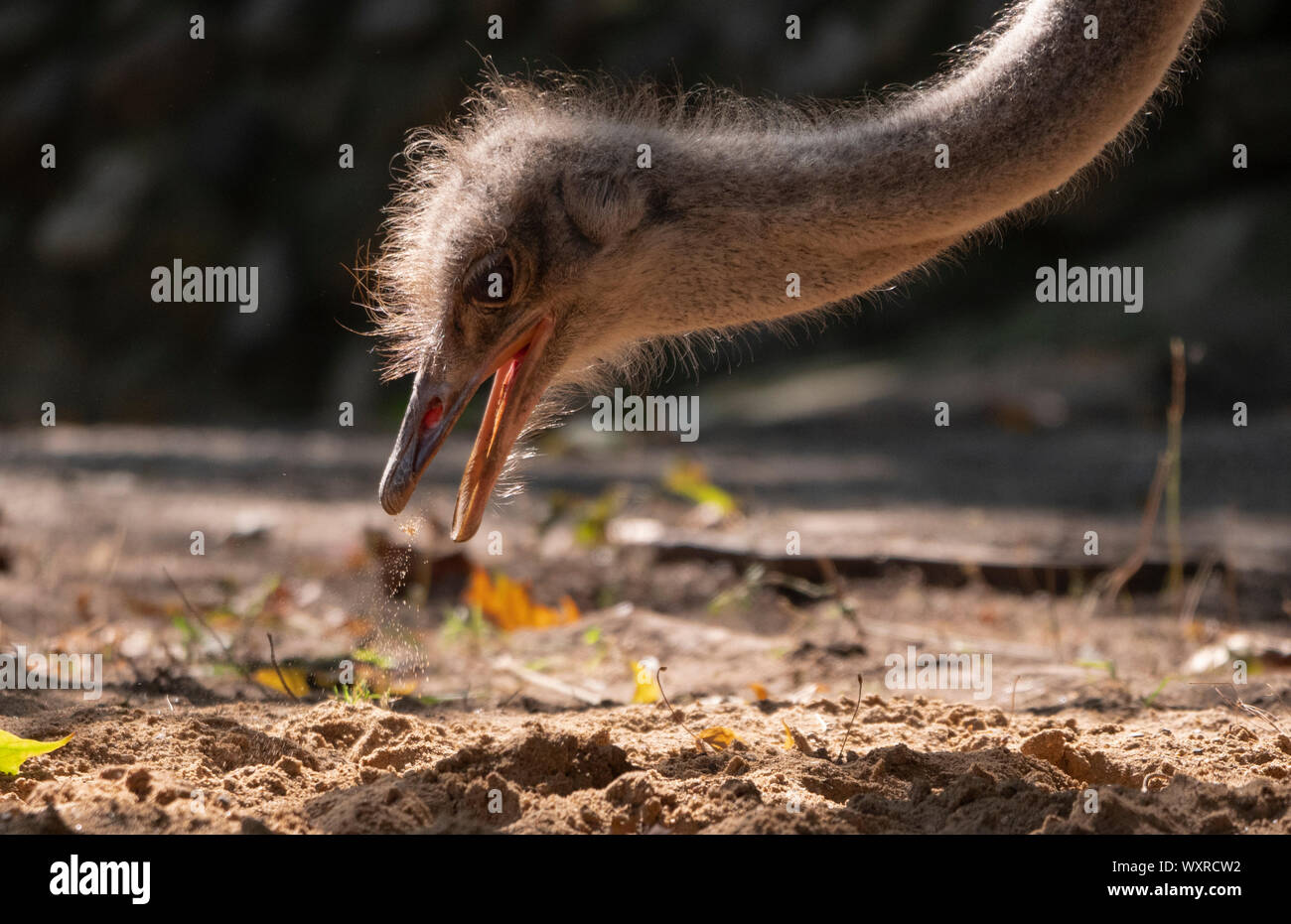 Cerca de avestruz en la arena en busca de comida. Foto de stock