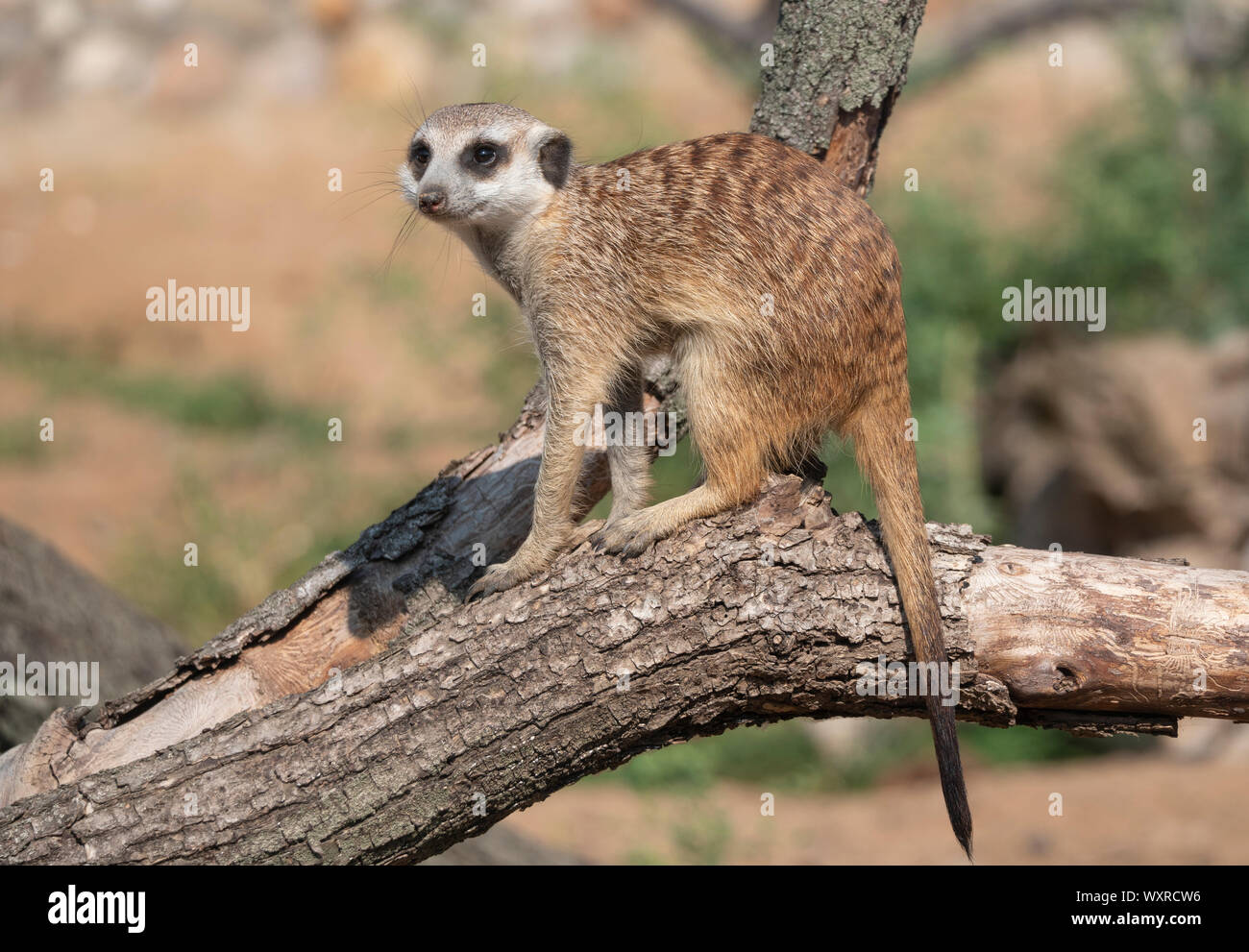 O suricata o suricate es una pequeña carnivoran perteneciente a la familia de la mangosta. Foto de stock