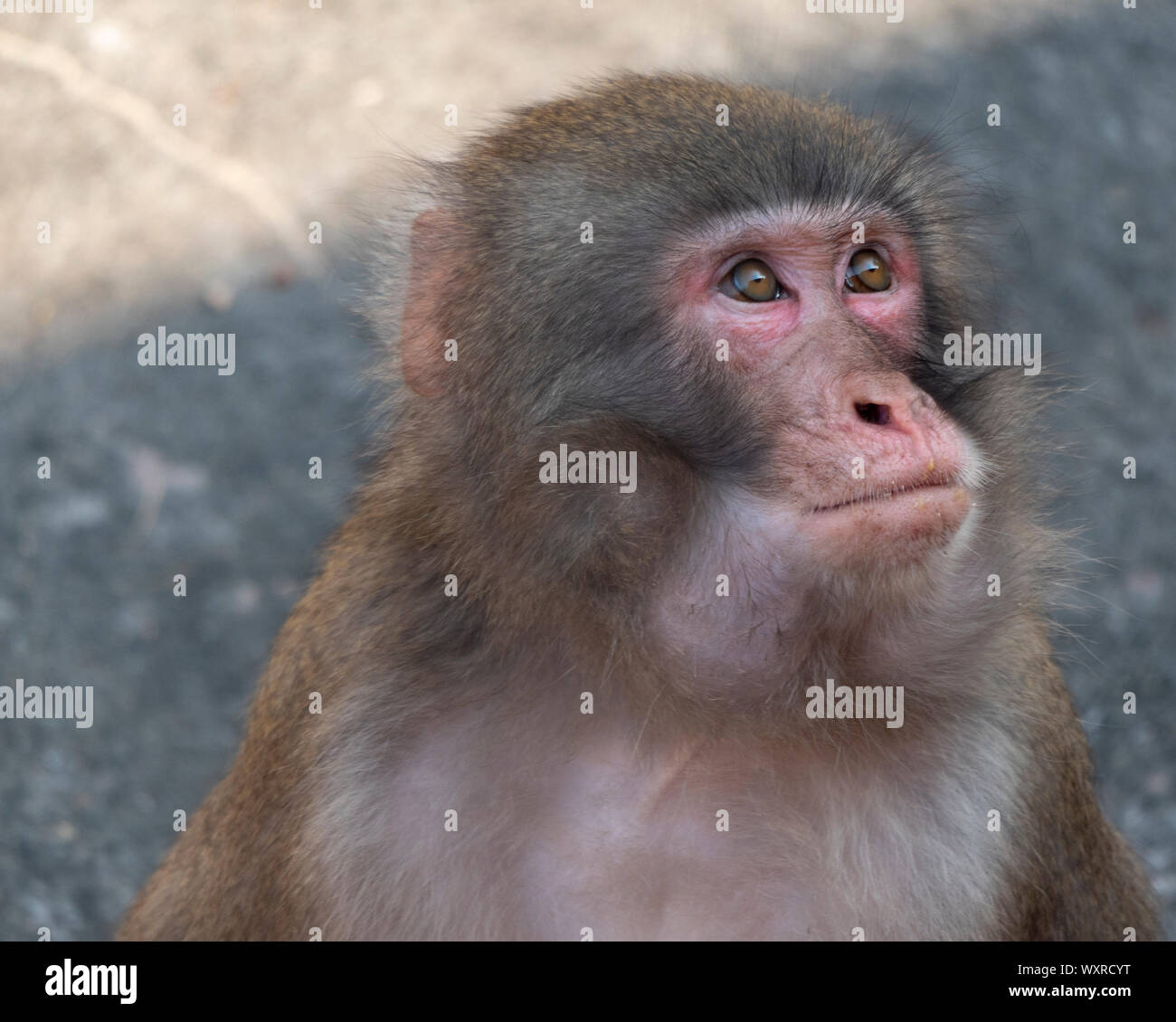 Un retrato de macacos japoneses (mono de nieve). Foto de stock