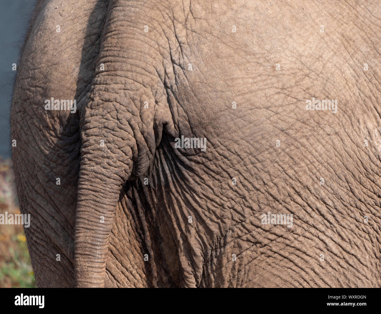 Fondo elefante de cola ass textura de superficie de disco piel arrugada. Foto de stock