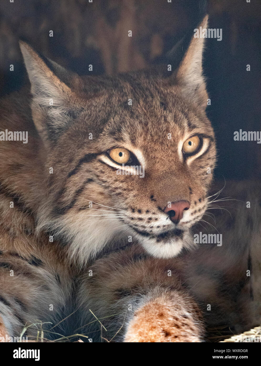 Lynx mira con ojos depredadores del albergue. Foto de stock