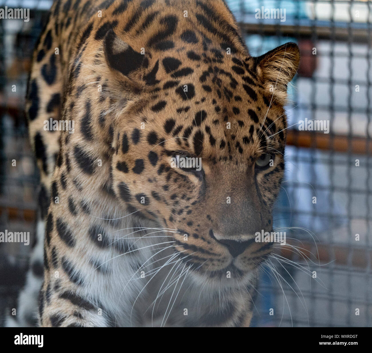 Jaguar antes del ataque a la víctima se prepara para saltar. Foto de stock