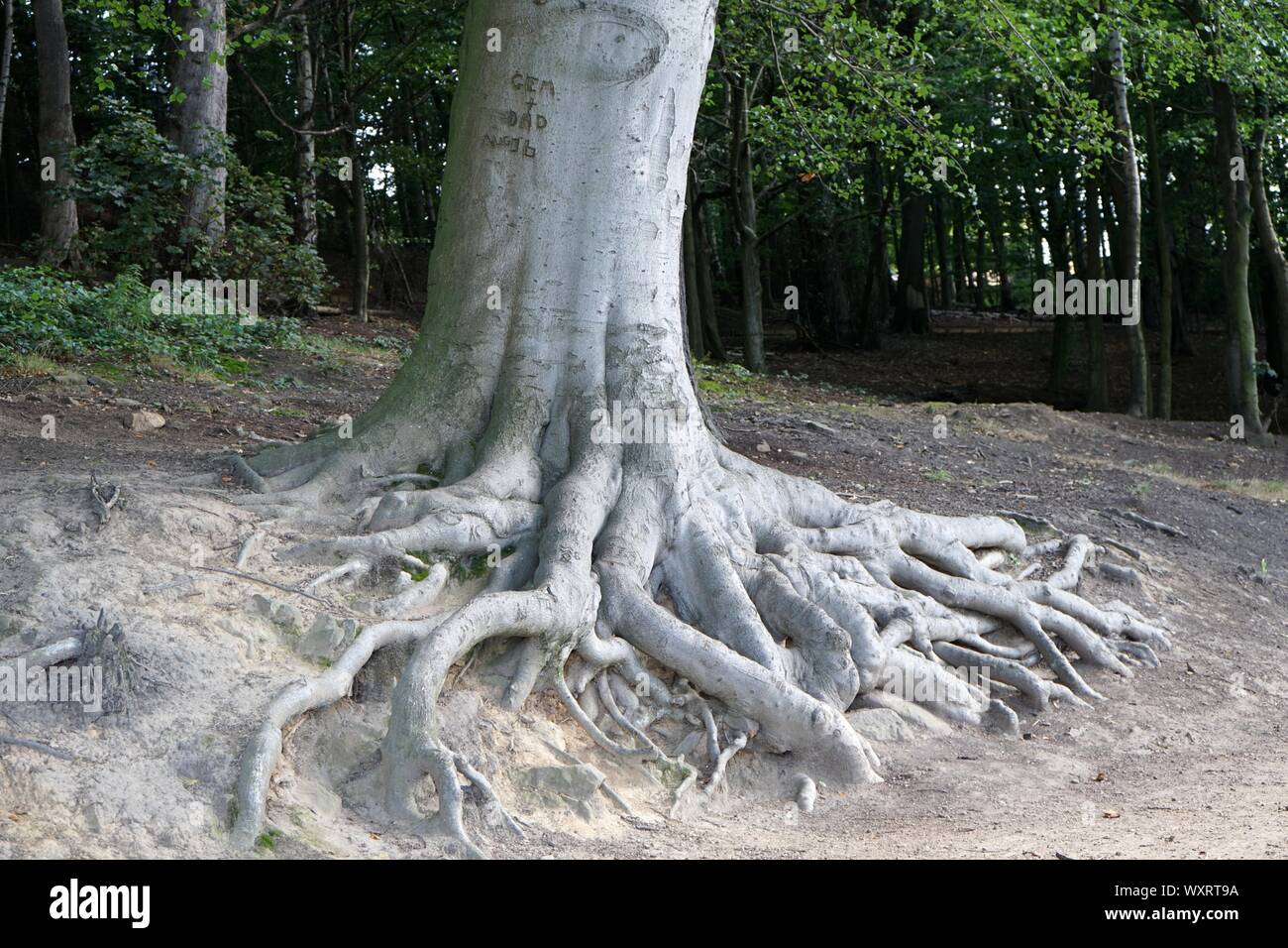 Raíces de los árboles por encima del suelo fotografías e imágenes de alta  resolución - Alamy