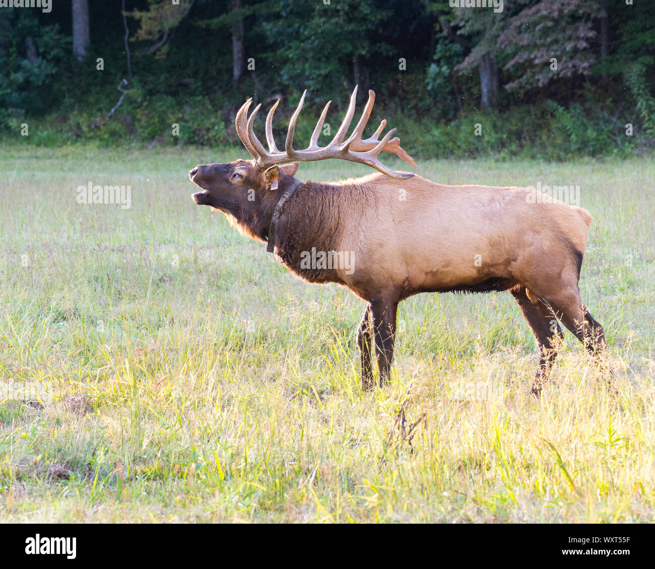 Rocky Mountain Elk Bugling Foto de stock