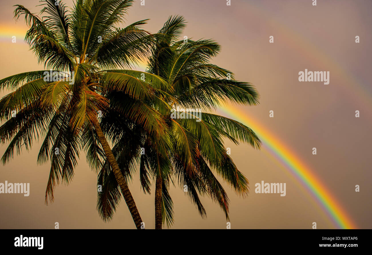 Arco iris a través de las palmeras después de una tormenta de actualidad en Cairns, Australia. Foto de stock