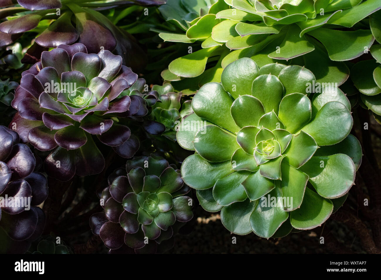 Hermosa naturaleza con esta pantalla de plantas suculentas. Vienen en todas las formas, tamaños y una variedad de colores. Foto de stock