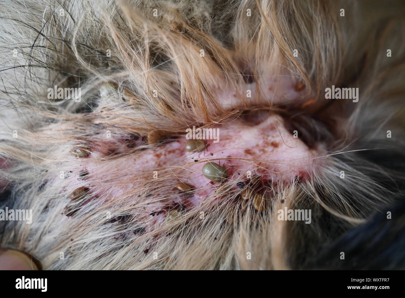 Grupo de brown PERRO PERRO las garrapatas en la oreja, la garrapata es el bombeo de la sangre de la mascota Foto de stock