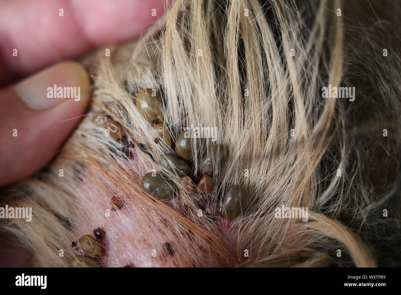 Grupo de brown PERRO PERRO las garrapatas en la oreja, la garrapata es el bombeo de la sangre de la mascota Foto de stock