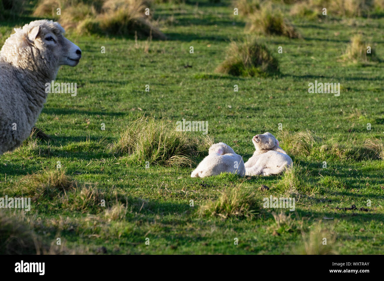 Una oveja mantiene vigilancia sobre sus corderos gemelos Foto de stock