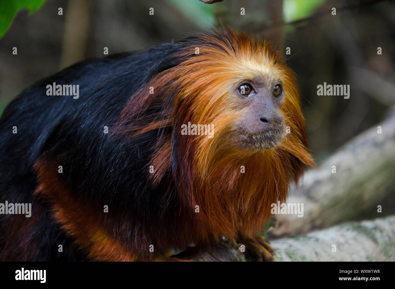 Golden encabezada Lion Tamarin de cerca en su hábitat. Mono con pelo rojo y  pelaje negro Fotografía de stock - Alamy