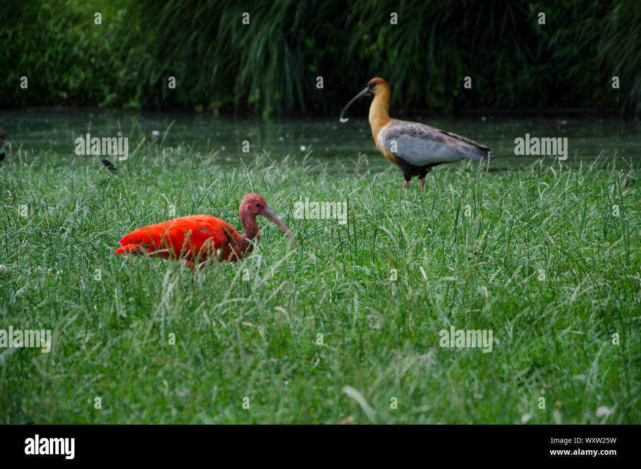 O ibis escarlata Eudocimus. cerca y aislados de aves de color rojo con un fuerte pico largo Foto de stock