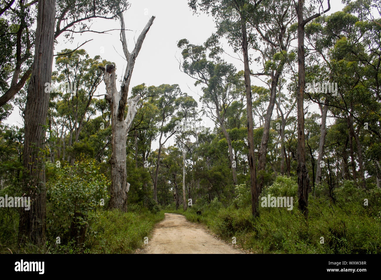 Camino a través de un bosque lleno de animales a un remoto campamento en la playa, en Victoria, Australia Foto de stock