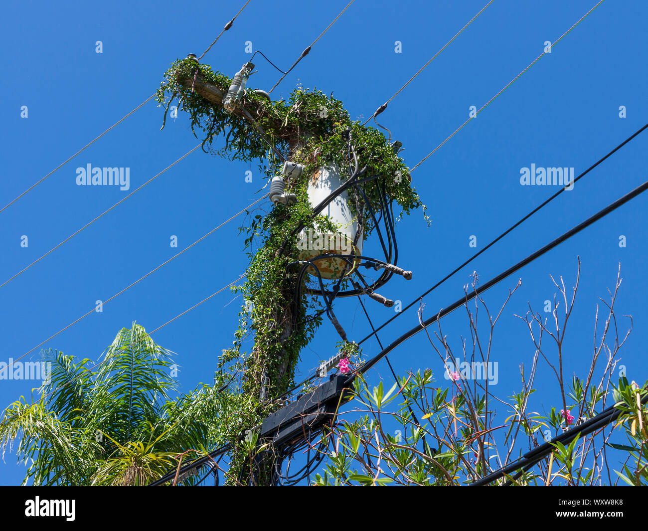 Las líneas de transmisión de energía eléctrica y postes de electricidad cubierto de plantas trepadoras contra un cielo azul en las Bermudas Foto de stock