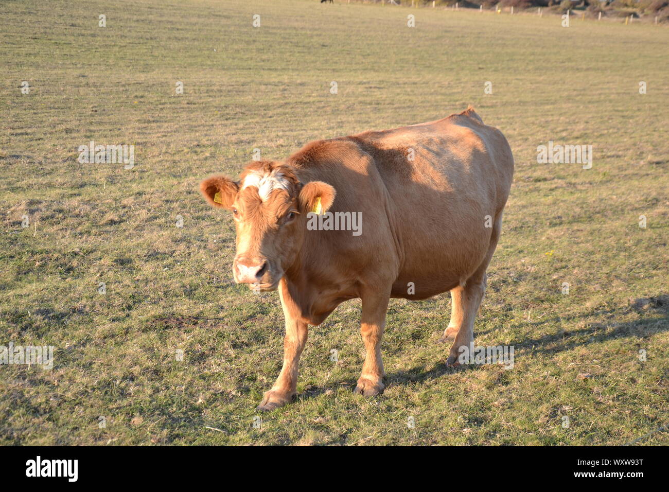 Impresionante british vacas que pastan en los campos de East Sussex hasta Beachy Head, East Sussex Foto de stock